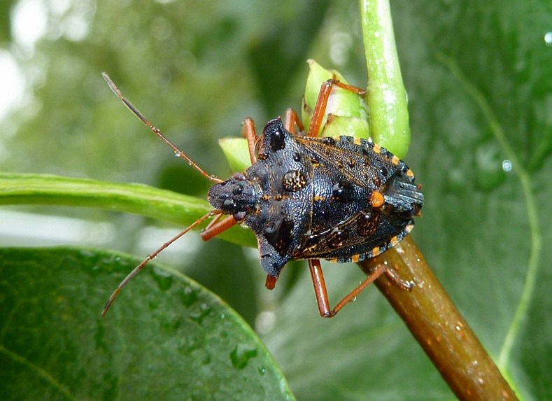 Pentatoma rufipes dalla Valtellina